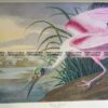 20-432  Roseata Spoonbill or Platalea Ajaja by Audubon