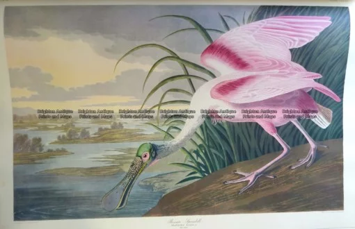 20-432  Roseata Spoonbill or Platalea Ajaja by Audubon
