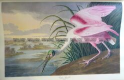 20-432  Roseata Spoonbill or Platalea Ajaja by Audubon