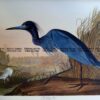 20-433  Blue Crane or Heron by Audubon