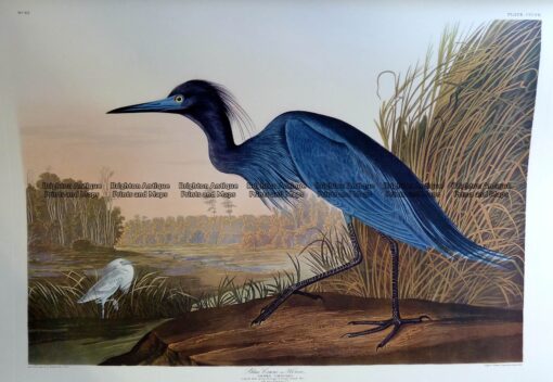 20-433  Blue Crane or Heron by Audubon
