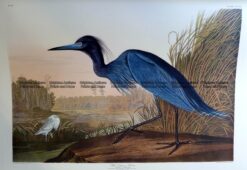 20-433  Blue Crane or Heron by Audubon