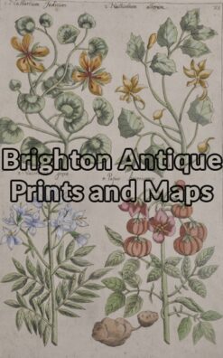 21-224  Botanical by Sweert - circa 1612