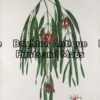 21-268 - Botanical - Australian Joseph Banks circa 1905 Hand coloured lithograph 30cm X 46cm Condition A+