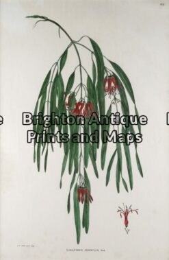 21-268 - Botanical - Australian Joseph Banks circa 1905 Hand coloured lithograph 30cm X 46cm Condition A+