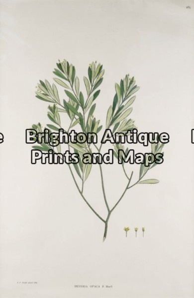 21-270 – Botanical – Australian Joseph Banks – circa 1905 Hand coloured lithograph 30cm X 46cm Condition A+