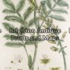 21-271 - Botanical John Miller - circa 1777 Hand coloured copperplate engraving 30cm X 45cm Condition A+