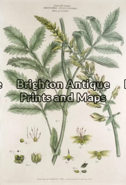21-271 – Botanical John Miller – circa 1777 Hand coloured copperplate engraving 30cm X 45cm Condition A+