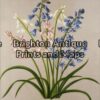 21-274 - Botanical Severeynes - circa 1890 Chromolithograph 26cm X 35cm Condition A+