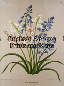 21-274 - Botanical Severeynes - circa 1890 Chromolithograph 26cm X 35cm Condition A+