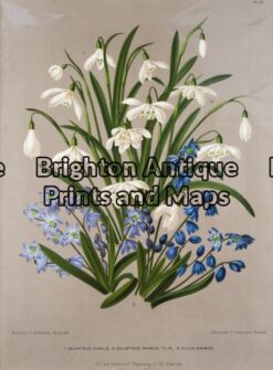 21-275 - Botanical Severeynes - circa 1890 Chromolithograph 26cm X 35cm Condition A+
