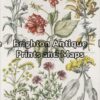 21-276 - Botanical John Hill - circa 1756 Hand coloured copperplate engraving 23cm X 38cm Condition A+