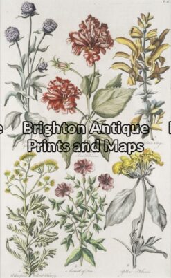 21-276 - Botanical John Hill - circa 1756 Hand coloured copperplate engraving 23cm X 38cm Condition A+