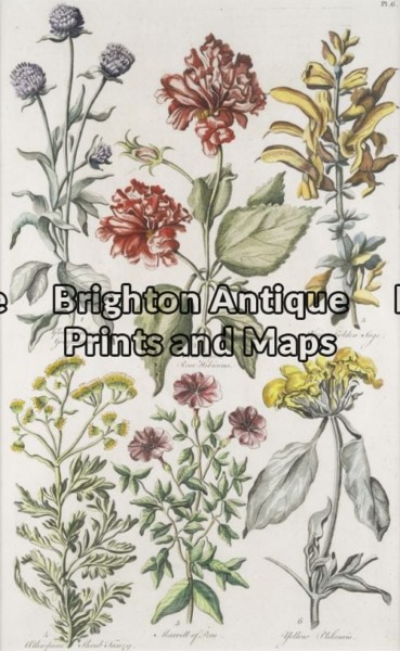 21-276 – Botanical John Hill – circa 1756 Hand coloured copperplate engraving 23cm X 38cm Condition A+