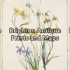 21-277 - Botanical - Australian F DeMole - circa 1861 Hand coloured lithograph 23cm X 34cm Condition A+