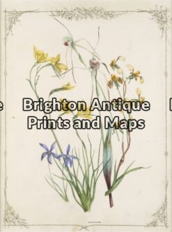 21-277 - Botanical - Australian F DeMole - circa 1861 Hand coloured lithograph 23cm X 34cm Condition A+