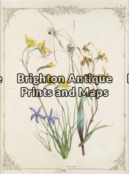 21-277 – Botanical – Australian F DeMole – circa 1861 Hand coloured lithograph 23cm X 34cm Condition A+