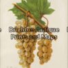 21-278 - Botanical F Champenois - circa 1880 Chromolithograph 22cm X 33cm Condition A+