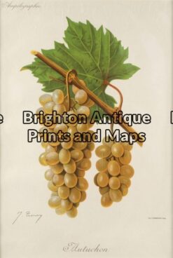 21-278 - Botanical F Champenois - circa 1880 Chromolithograph 22cm X 33cm Condition A+