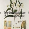 21-279 - Botanical - Australian J E Brown - circa 1882-1890 Chromolithograph 34cm X 44cm Condition A+