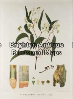 21-279 - Botanical - Australian J E Brown - circa 1882-1890 Chromolithograph 34cm X 44cm Condition A+