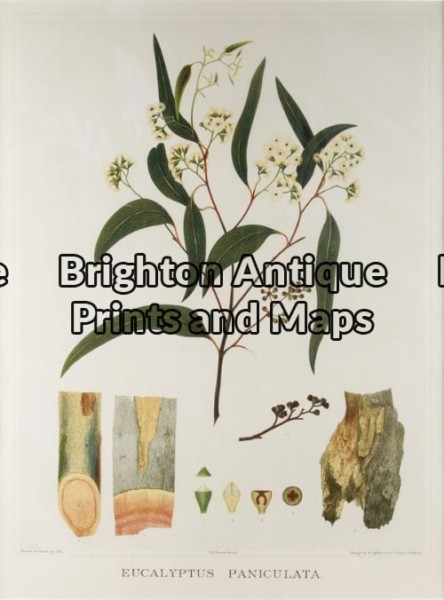 21-279 – Botanical – Australian J E Brown – circa 1882-1890 Chromolithograph 34cm X 44cm Condition A+