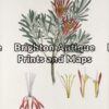 21-280 - Botanical - Australian J E Brown - circa 1882-1890 Chromolithograph 34cm X 44cm Condition A+