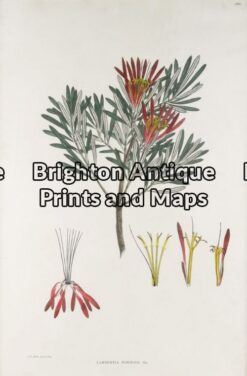 21-280 - Botanical - Australian J E Brown - circa 1882-1890 Chromolithograph 34cm X 44cm Condition A+