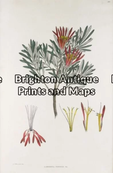 21-280 – Botanical – Australian J E Brown – circa 1882-1890 Chromolithograph 34cm X 44cm Condition A+