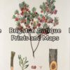21-281 - Botanical - Australian J E Brown - circa 1882-1890 Chromolithograph 34cm X 44cm Condition A+