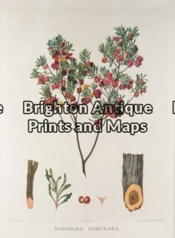 21-281 - Botanical - Australian J E Brown - circa 1882-1890 Chromolithograph 34cm X 44cm Condition A+