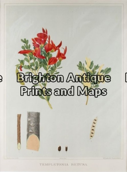 21-282 – Botanical – Australian J E Brown – circa 1882-1890 Chromolithograph 34cm X 44cm Condition A+
