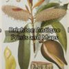 21-283 - Botanical - Australian J E Maiden - circa 1895 Chromolithograph 15cm X 23cm Condition A+