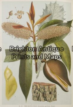 21-283 - Botanical - Australian J E Maiden - circa 1895 Chromolithograph 15cm X 23cm Condition A+
