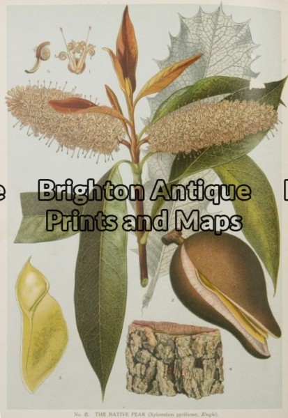 21-283 – Botanical – Australian J E Maiden – circa 1895 Chromolithograph 15cm X 23cm Condition A+