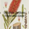 21-284 - Botanical - Australian J E Maiden - circa 1895 Chromolithograph 15cm X 23cm Condition A+
