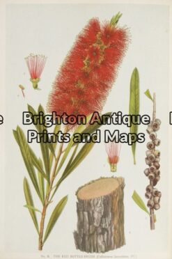 21-284 - Botanical - Australian J E Maiden - circa 1895 Chromolithograph 15cm X 23cm Condition A+
