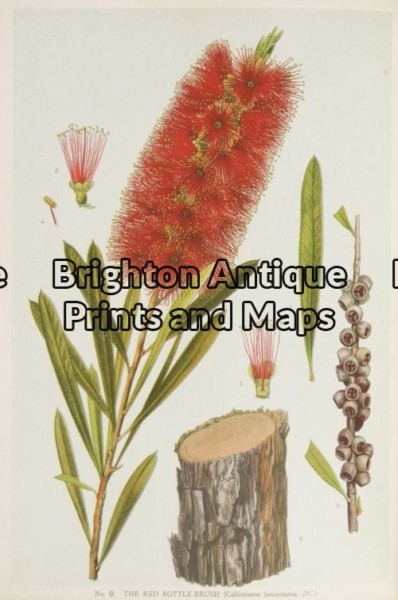 21-284 – Botanical – Australian J E Maiden – circa 1895 Chromolithograph 15cm X 23cm Condition A+