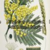 21-285 - Botanical - Australian J E Maiden - circa 1895 Chromolithograph 15cm X 23cm Condition A+
