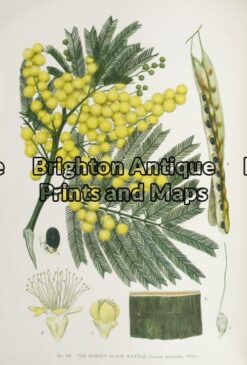 21-285 - Botanical - Australian J E Maiden - circa 1895 Chromolithograph 15cm X 23cm Condition A+