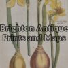 21-291  Botanical by Sweert - circa 1612