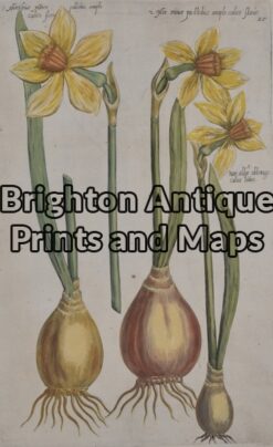 21-291  Botanical by Sweert - circa 1612