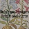21-294  Botanical by Sweert - circa 1612