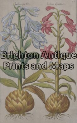 21-294  Botanical by Sweert - circa 1612