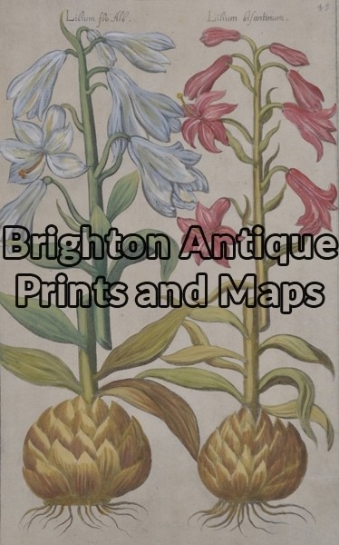 21-294  Botanical by Sweert – circa 1612