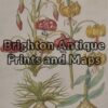 21-295  Botanical by Sweert - circa 1612