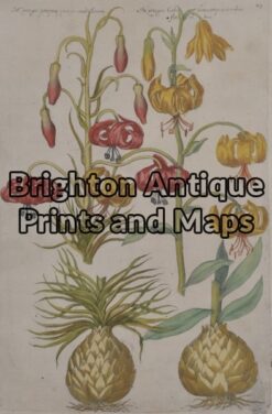 21-295  Botanical by Sweert - circa 1612