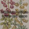 21-296  Botanical by Sweert - circa 1612