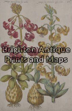 21-296  Botanical by Sweert - circa 1612