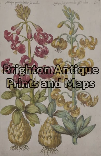 21-296  Botanical by Sweert - circa 1612